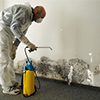 Wall Mould Cleaning